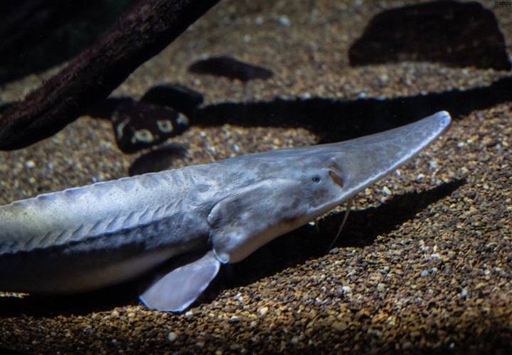 Pallid Sturgeon fish is in deep water