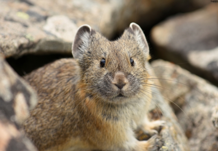 Pika is watching straight while sitting on mountains