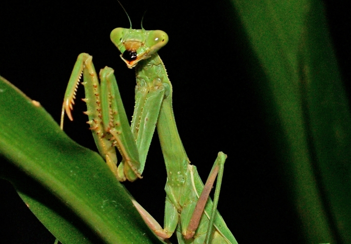 Praying Mantis is sitting on leave