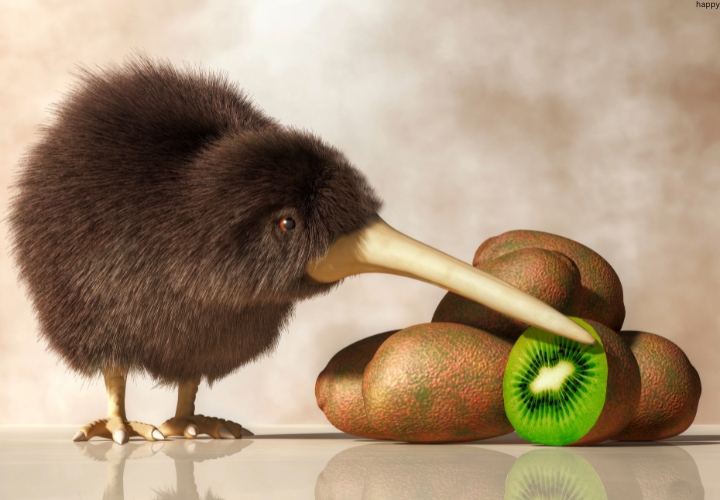Southern Brown Kiwi  is touching kiwi fruit