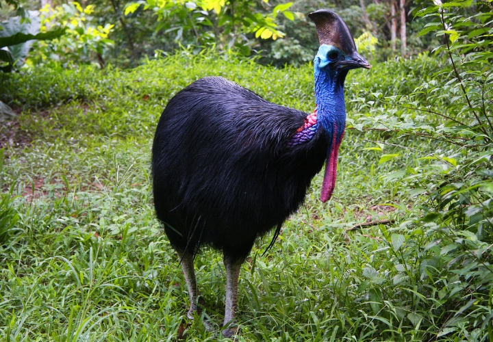 Southern Cassowary is standing on greenery