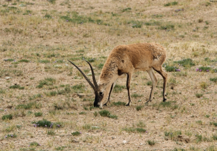 Tibetan Antelope is eating grass