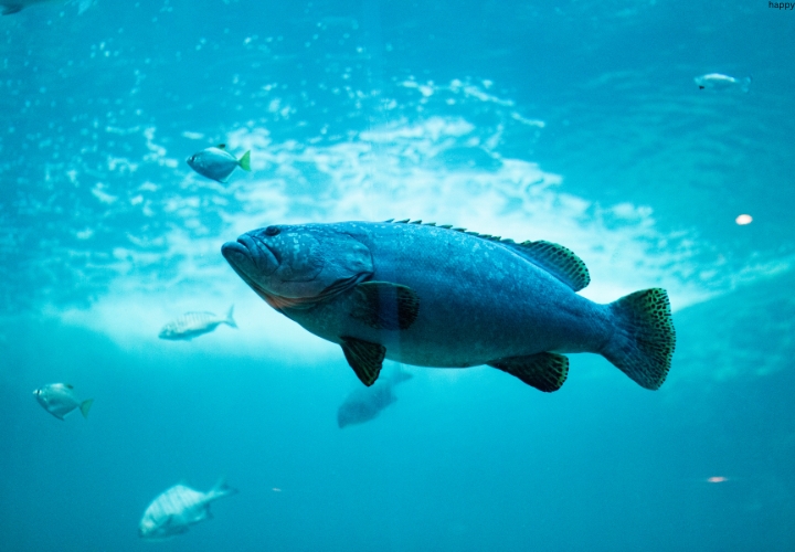 Totoaba fish is in water