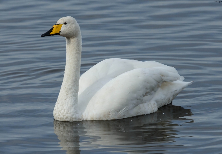 Whooper Swan is swimming in water