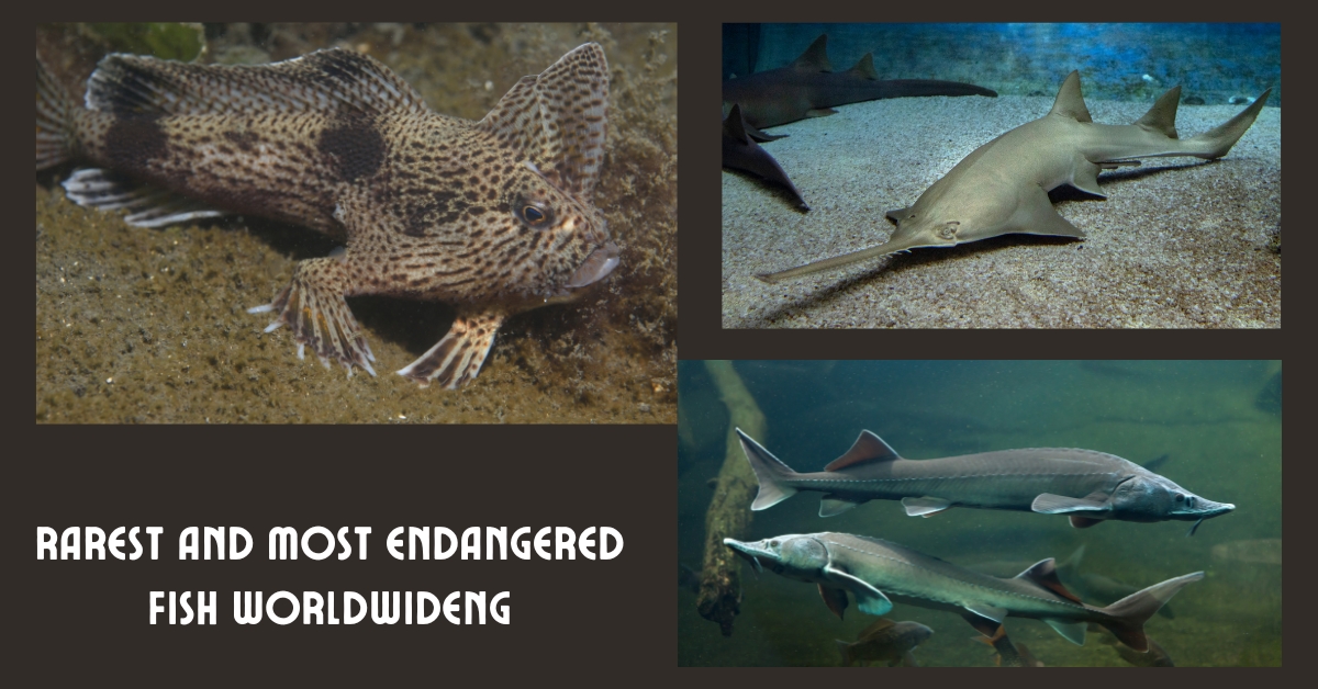 there are 3 types of endangered fish