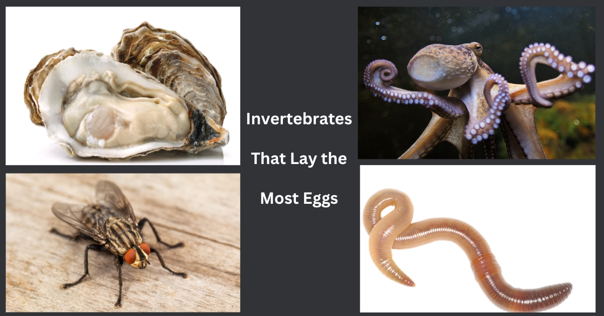 there are 4 invertebrates in one image