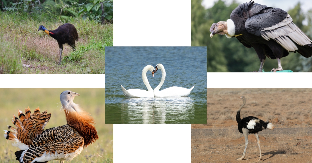 there are 5 Largest Birds Currently Alive on Earth