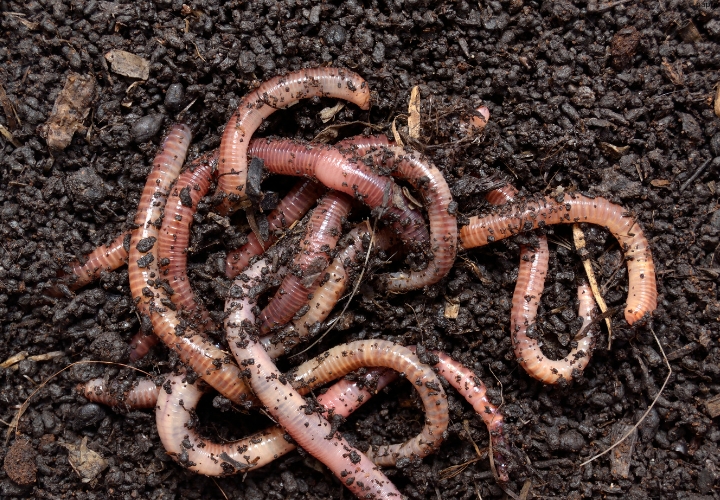 there are many Earthworms on mud