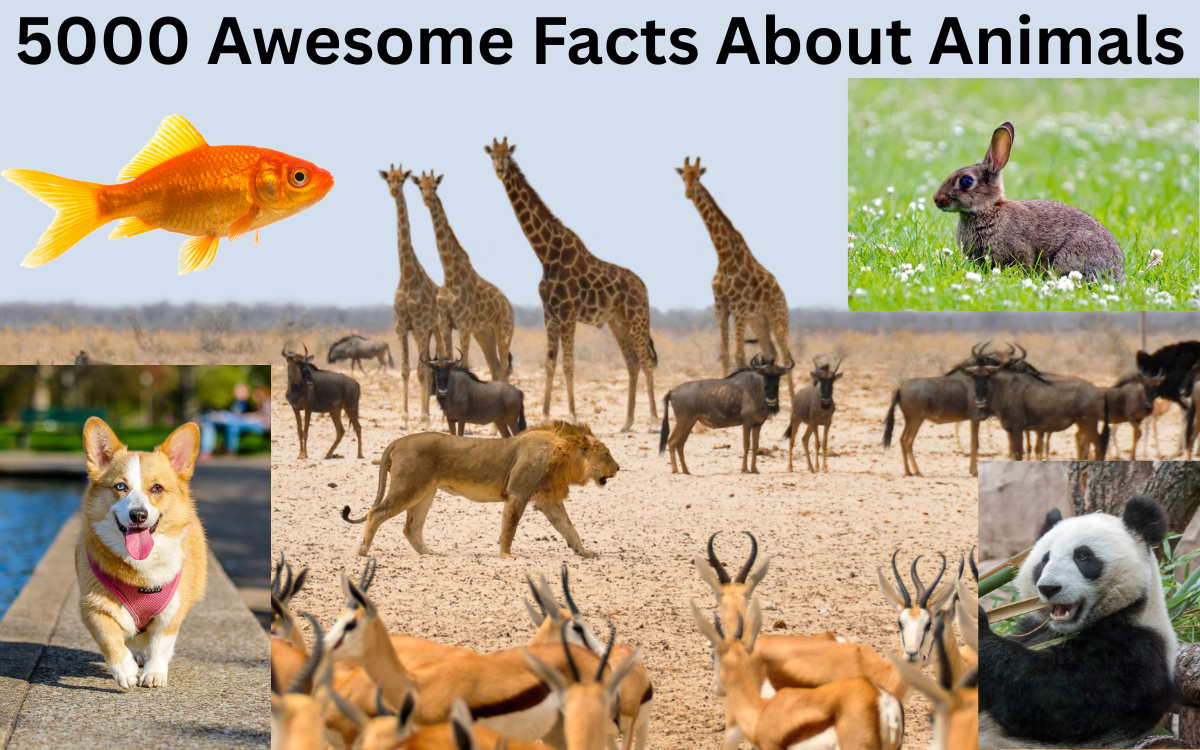 5000 Awesome Facts About Animals: A Mind-Blowing Journey Through the Animal Kingdom