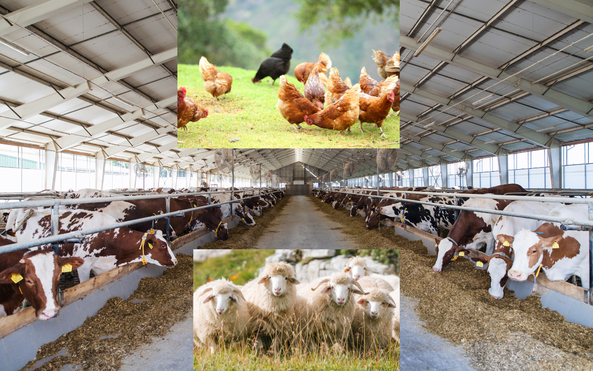 Farm Animal Facts: Fascinating Insights into Barnyard Creatures