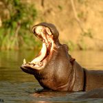 Animal unknown facts