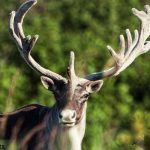 Caribou animal facts