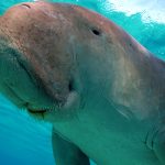 Dugong animal facts