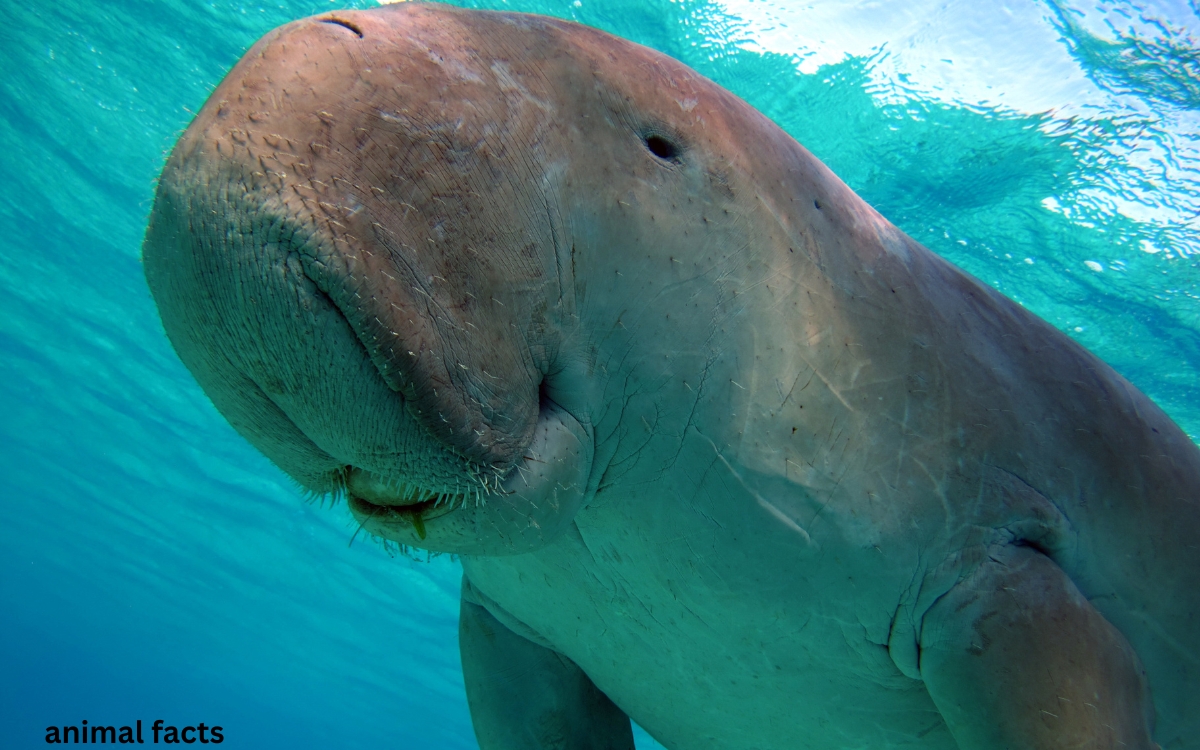 Dugong animal facts