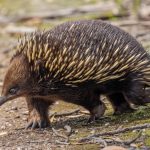 Echidna animal facts