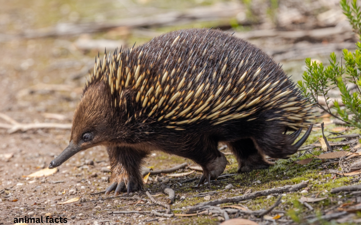 Echidna animal facts
