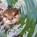 Otter animal facts