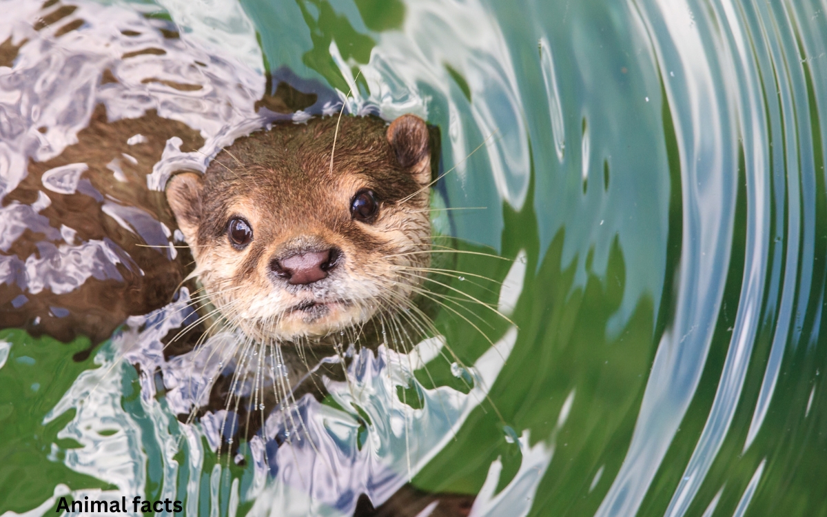 Otter animal facts