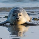 Seal animal facts