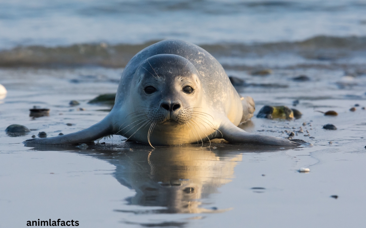 Seal animal facts