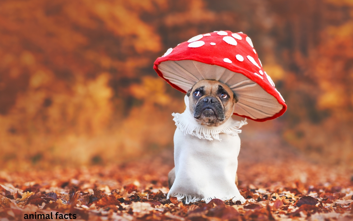 Unique animal facts