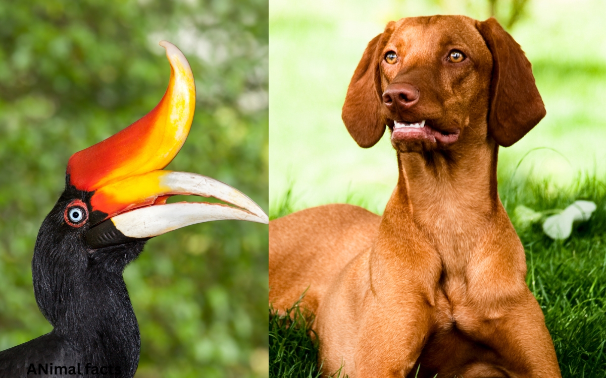 Weird animal facts