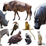 African animal facts