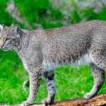 bobcat animal facts