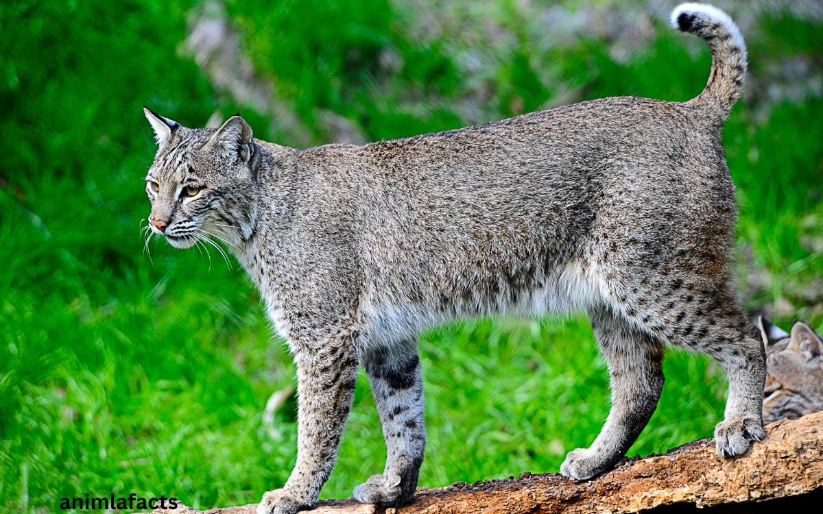 bobcat animal facts