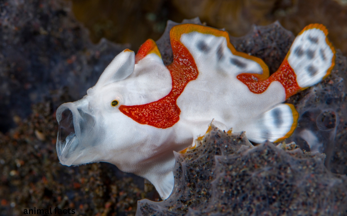 cool animal facts