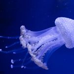 jellyfish animal facts