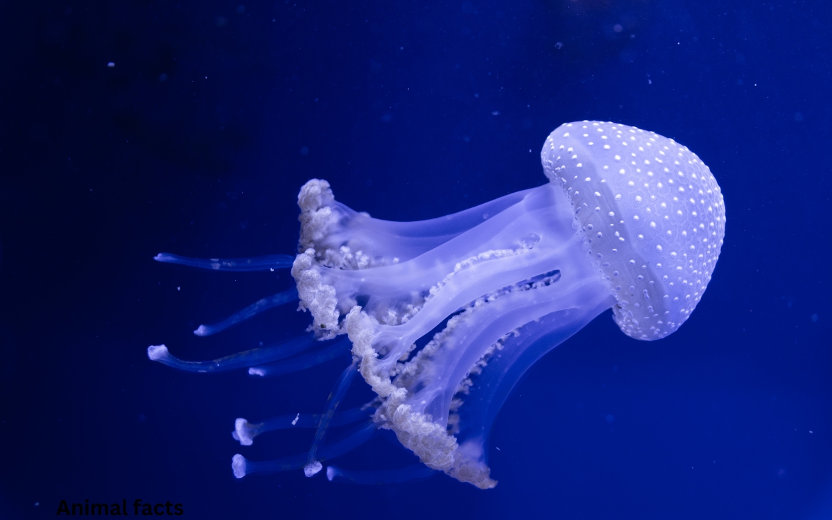 jellyfish animal facts