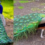 peacock animal facts