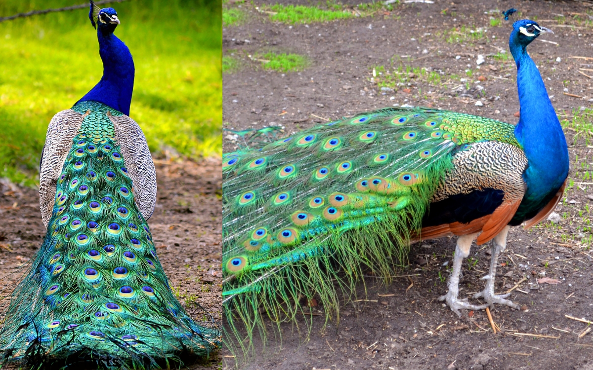 peacock animal facts