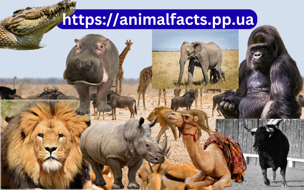 Top 10 Strongest Animal in the World