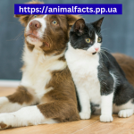 Which Animal is Better Cats or Dogs ?